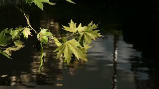 Tree Night View Video No Copy Right Video @deepfocus2361