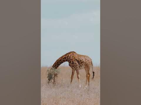 Жирафи мають синій язик🦒 - YouTube