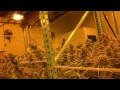 Mike Stanley Walks Through A Grow Room mp3