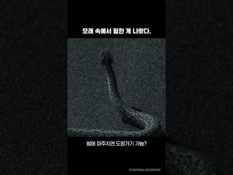 모래 속에서 험한 게 나왔다