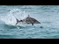 Epic blacktip sharks attacking topwater lures