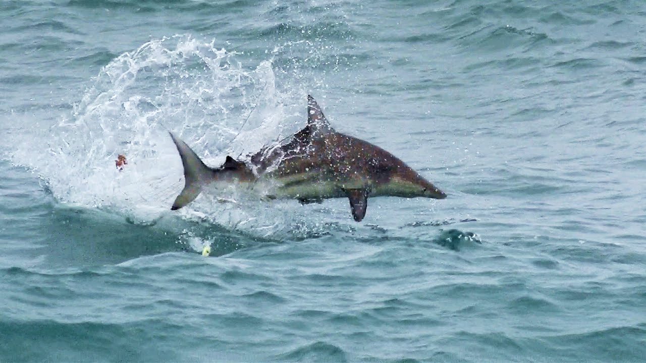 Epic! Blacktip Sharks attacking Topwater Lures 