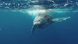 Close encounter: Snorkeling and swimming with humpback whales in Tonga