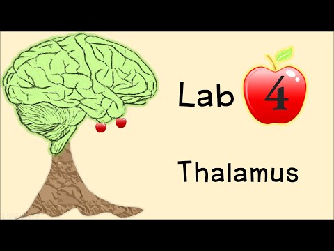 Lab4 Thalamus Aj Ple