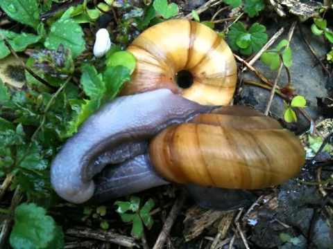 [PUNIQRANDLINE-(au-dating-names.txt) 26 Comment les escargots font l amour [PUNIQRANDLINE-(au-dating-names.txt) 43