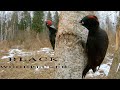 Black woodpecker. Birds in the winter.
