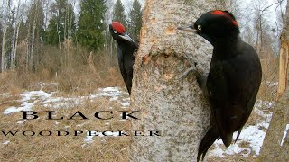 Black woodpecker. Birds in the winter