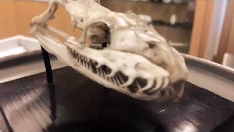 Python Skull