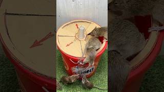 Best mouse trap idea/ easy mouse trap