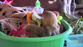 Baby sloth Nevada is a very animated eater - 04\/15\/24 - SlothTV via explore.org