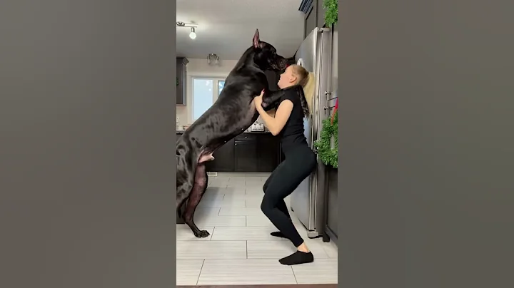 Great Dane Is Taller Than Human || ViralHog - DayDayNews