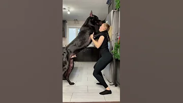 Great Dane Is Taller Than Human ViralHog 