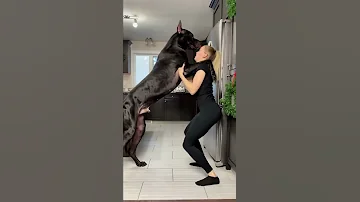 Great Dane Is Taller Than Human || ViralHog