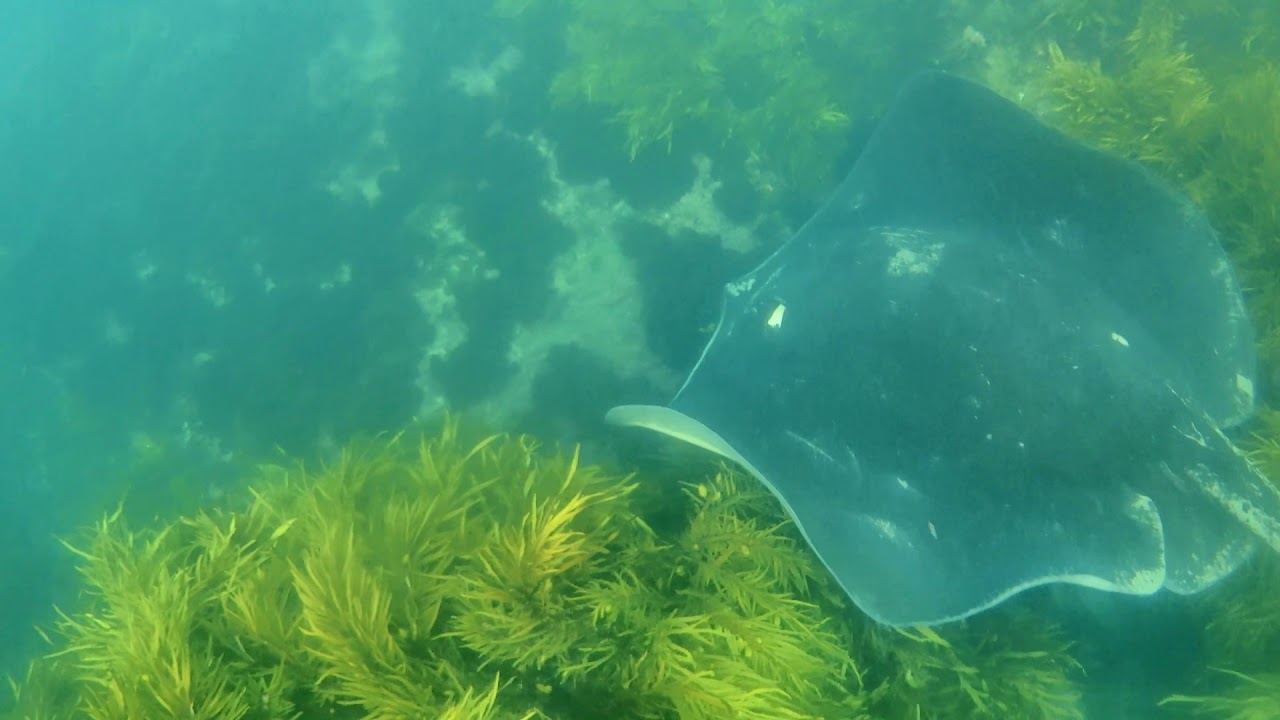 Smooth Ray Smooth Stingray (Dasyatis brevicaudata) - YouTube