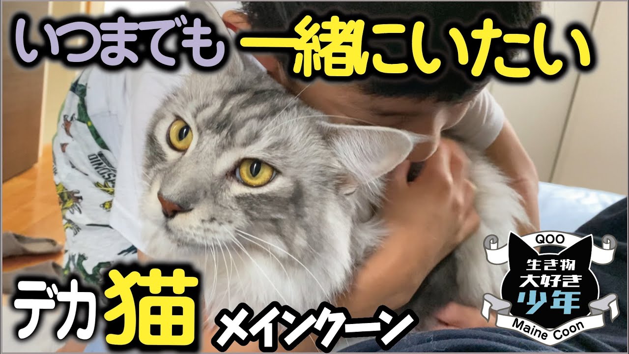 メインクーン 犬や猫に対しマイクロチップの装着が義務化 すでに飼っている人は努力義務 大型猫どうする Youtube