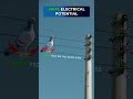 Why Don't Birds Get Electrocuted on Power Lines? ⚡️