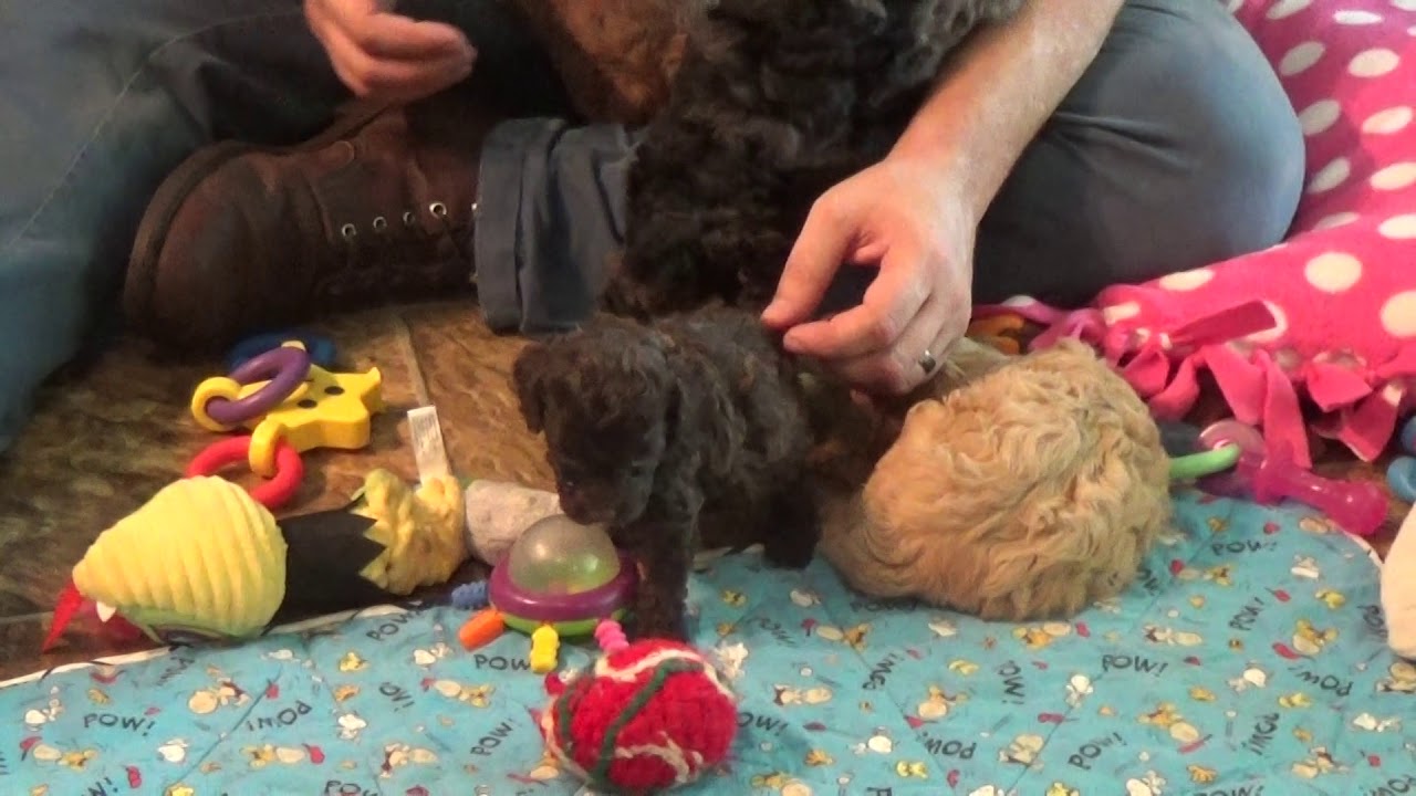 Roy, Ray, Rose and Ron cavapoo from www.KingdomDogs.com doodle معنى