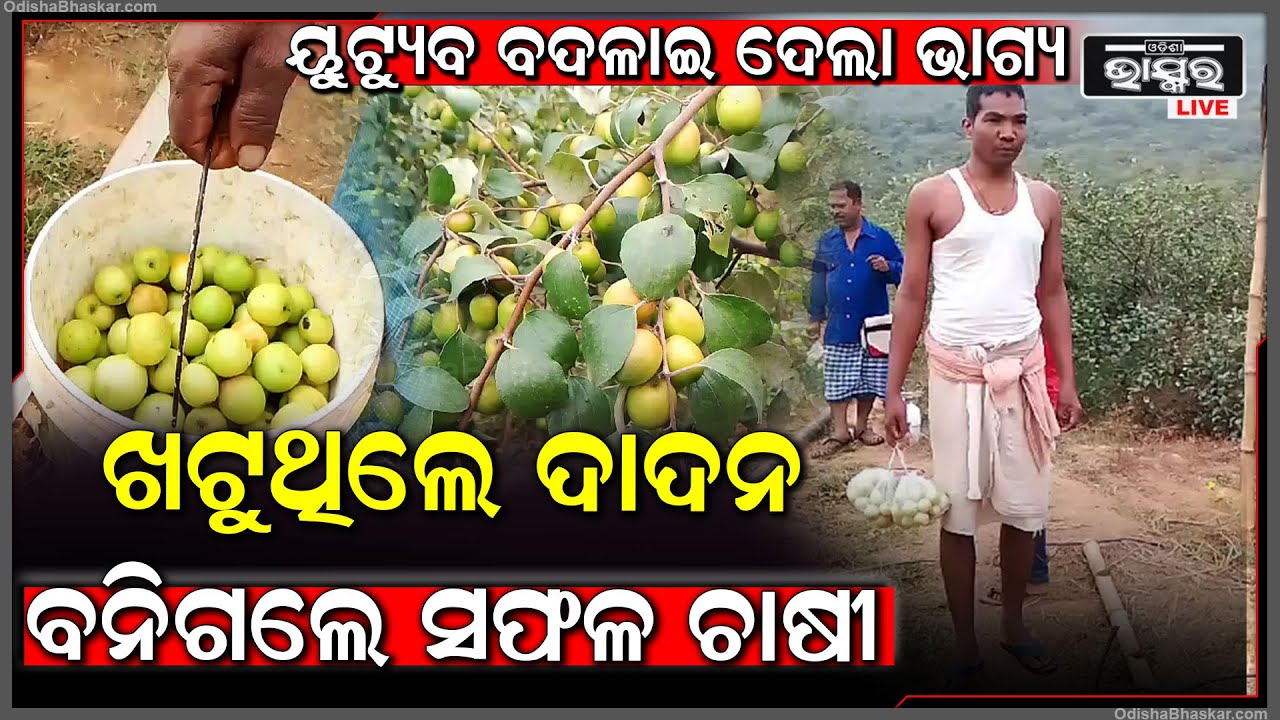 ୟୁଟ୍ୟୁବ ବଦଳାଇ ଦେଲା ଭାଗ୍ୟ, ଓଡିଶା ମାଟିରେ ଫଳିଛି ପେନ୍ଥା ପେନ୍ଥା ଥାଇଲାଣ୍ଡ ବରକୋଳି