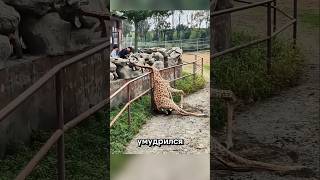 Когда животные подкидывают сюрпризы 🐻🦁