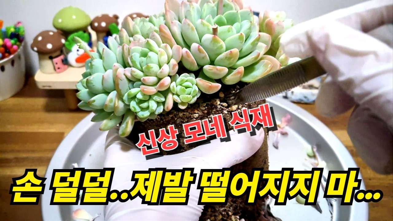 잎장 지키기 프로젝트 🌿 다육이 모네 심는 날 (26.2.18) (多肉植物) (たにくしょくぶつ) Korean Succulent