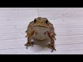 うちのヒキガエルが今日もずっと追いかけてきてかわいい