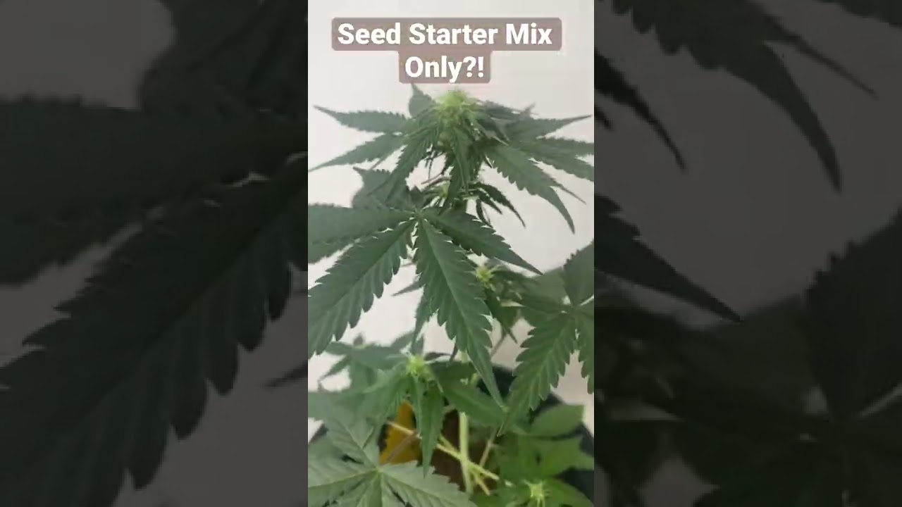 Just experimenting with a bare minimum grow! Week 5 of Gorilla Glue Auto