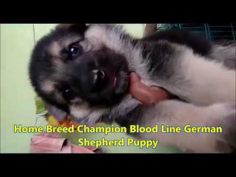 Home Breed Heavy Bone Double Coat German Shepherd Puppies