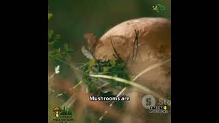 Role of Mushroom in Nutrition and Health #ytshorts #mushroom #urbanfarming #garden