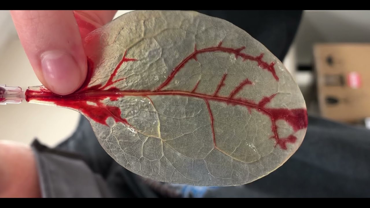 Decellularized spinach scaffold dye perfusion through veins