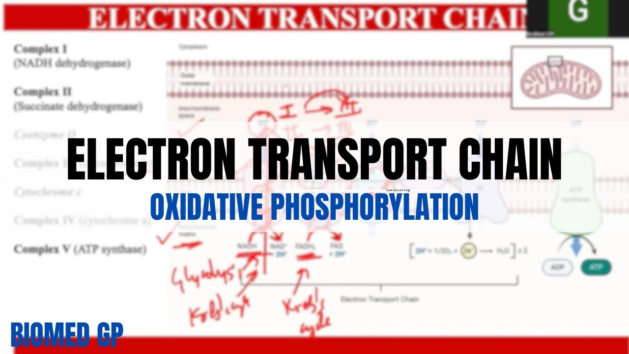 Electron Transport Chain | Oxidative Phosphorylation - YouTube