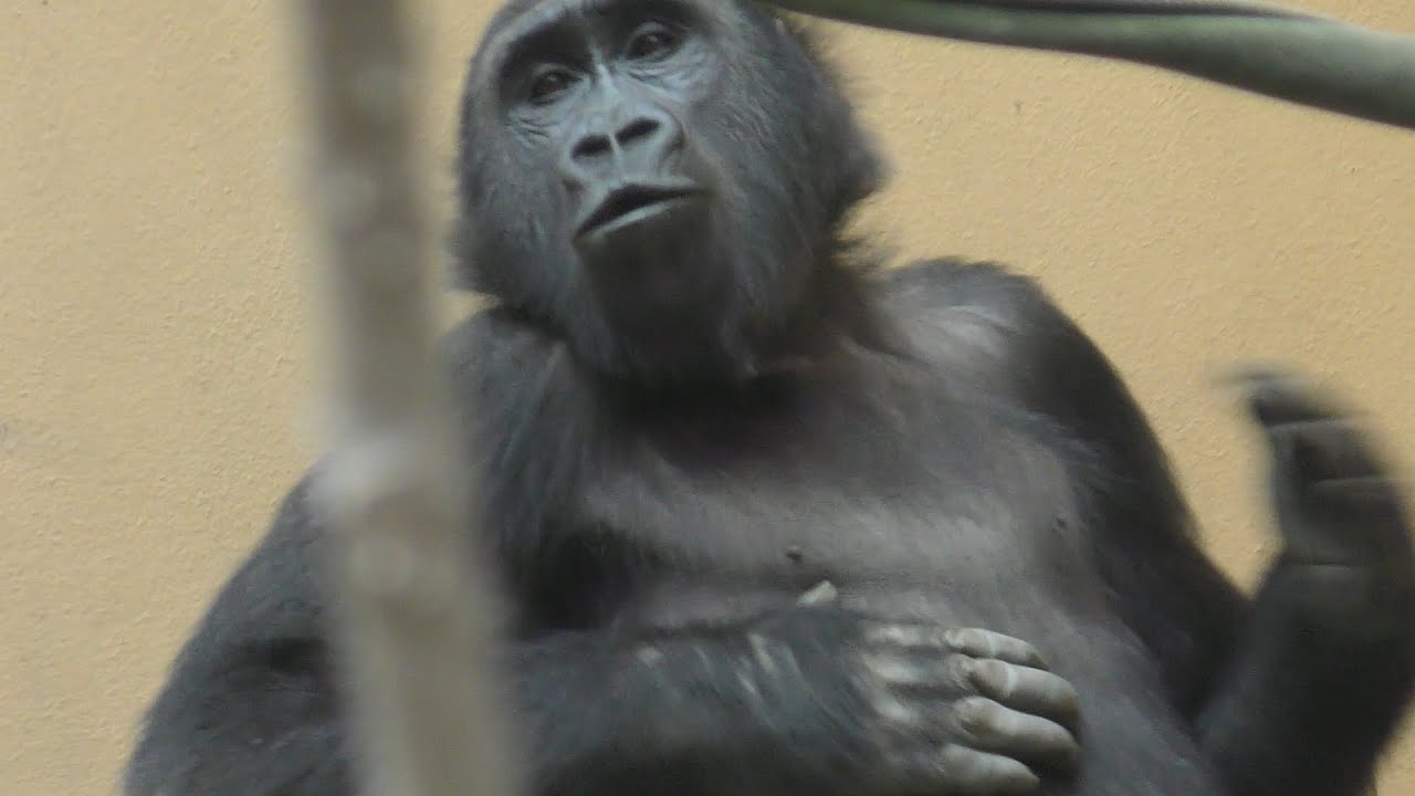 格好いいドラミング💗母ゴリラに力を誇示する長男ゲンタロウ【京都市動物園】 - YouTube