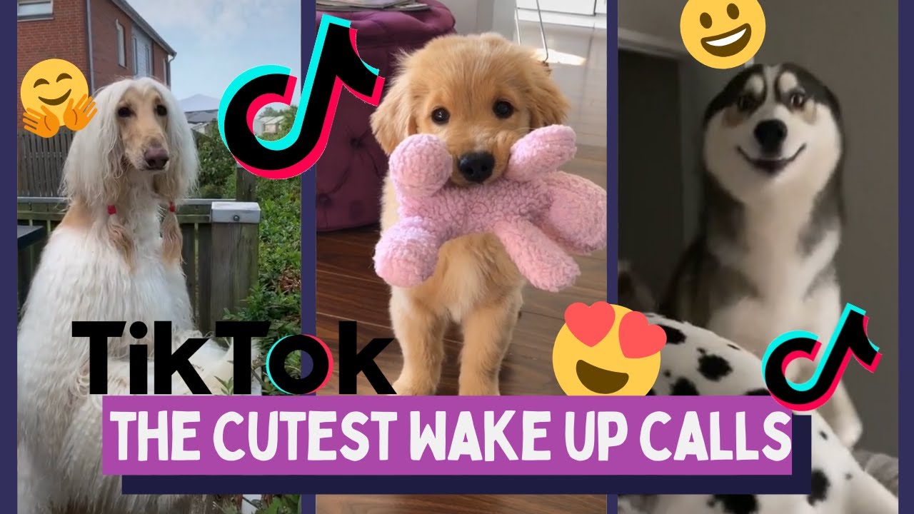 Hi Hi Good Morning Best TikTok Compilation of Pets - Cute Dogs ...