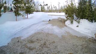 North American River Otter?