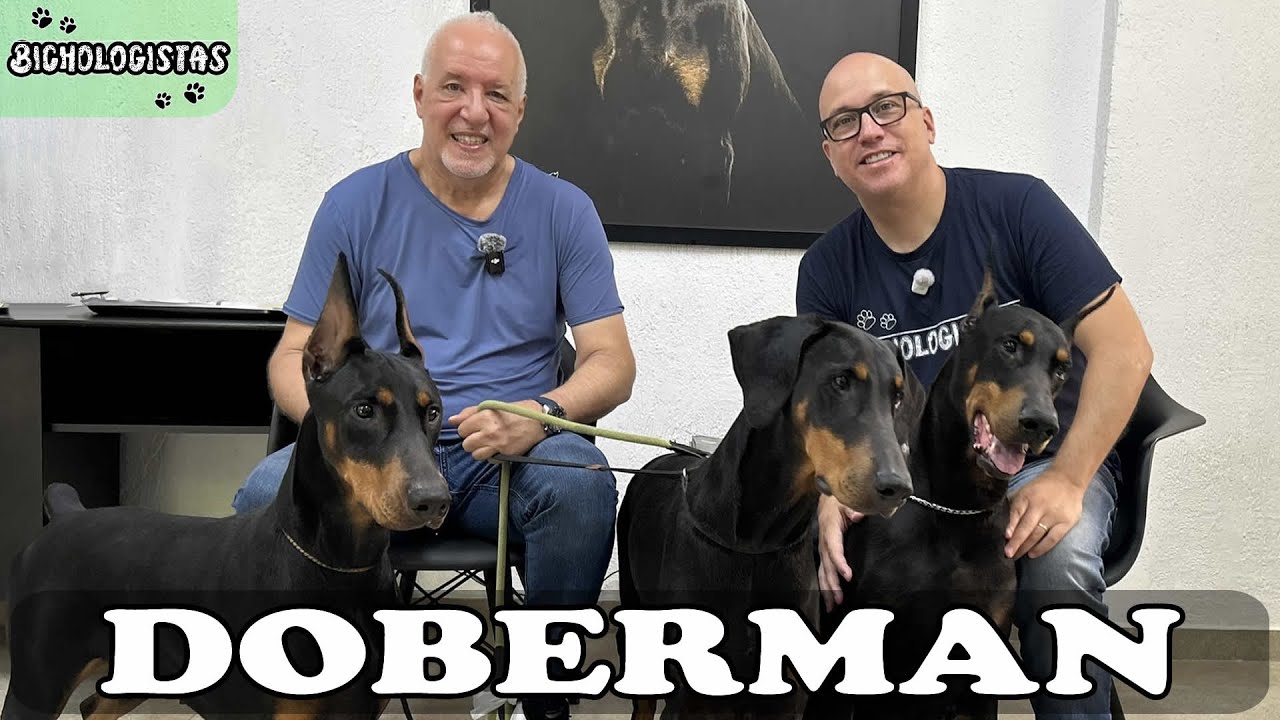 CONHEÇA TUDO sobre esse cão PROTETOR e INTELIGENTE! DOBERMAN