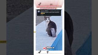 Telefon Tutacağını Nerden Aldınız Güzelmiş 😹😹 Şfet