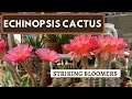 Let's Talk About Echinopsis Cactus | How to Take Care of Echinopsis Cactus