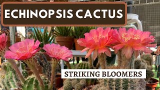 Let's Talk About Echinopsis Cactus | How to Take Care of Echinopsis Cactus