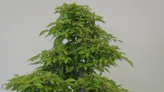 Good Bye Old Friend, Zelkova Bonsai