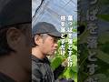 【2026年版】ウンベラータの剪定 覚えて欲しい基本の知識 編