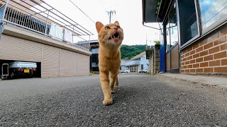 島で唯一の自販機横の椅子に座ってお茶を飲んでいたら野良猫が駆け寄って来て隣に座ってきた