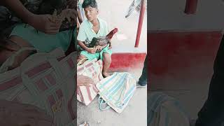 cock #funny murga murgi #cute #tranding #ekmotahathighumechala #cutebaby
