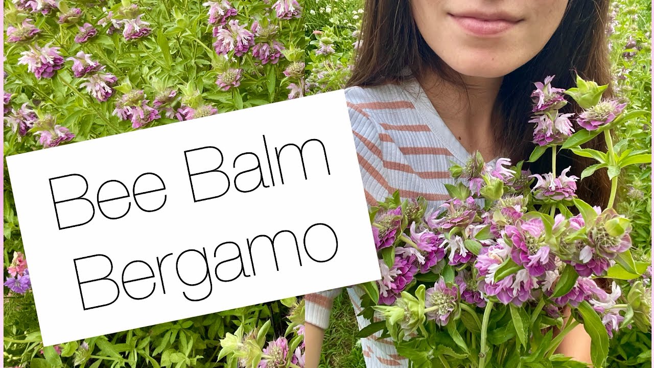 Best Bee Balm for a Cut Flower Garden