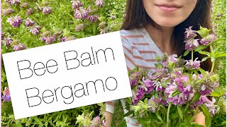 Best Bee Balm for a Cut Flower Garden