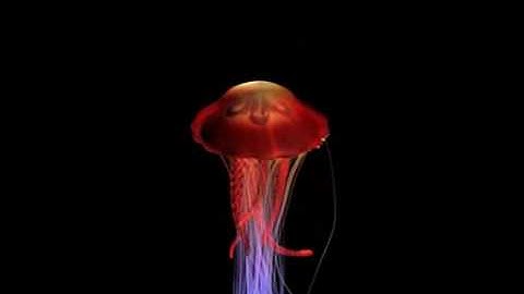 Jellyfish Animation Test