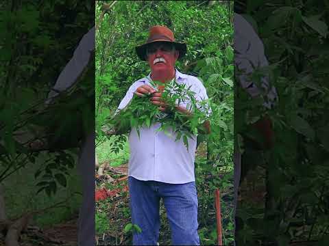 Vídeo: Plantas com Efeitos Curativos: Usando Ervas Medicinais em Jardins