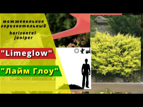 &rsquo;Limeglow&rsquo; - "Лайм Глоу" - "Лимонный свет". Можжевельник горизонтальный. Horizontal juniper.