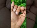 It is the Smaller shiny jewel beetle part2#beautifulinsects #nature #anyuniqueanimals #insects🐞🪲😱