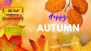 Autumn 4K • Scenic Relaxation Film / Relaxing Nature Video Ultra HD