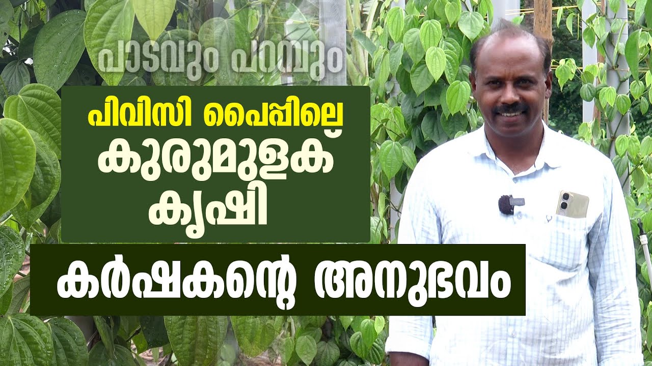 Выращивание черного перца в трубах ПВХ |