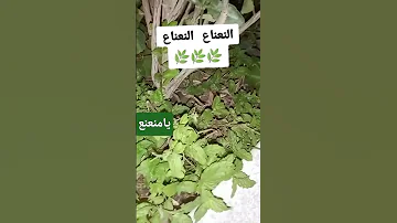 يامتاع النعناع يامنعنع صلوا على الحبيب محمد ﷺ Explore اكسبلور 
